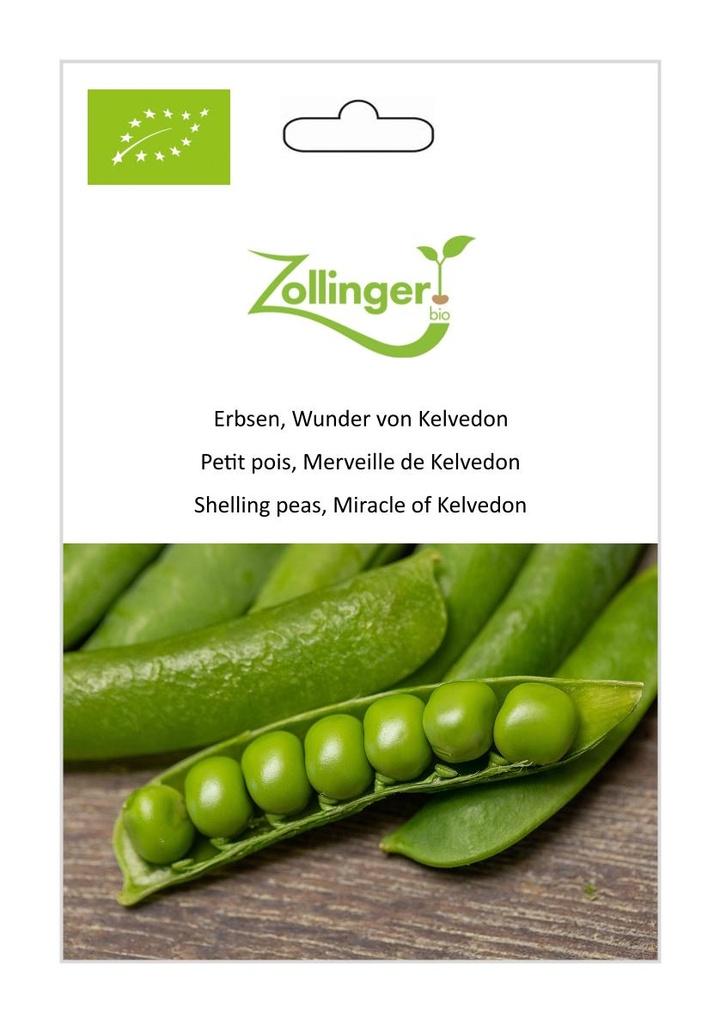 Erbse Wunder von Kelvedon