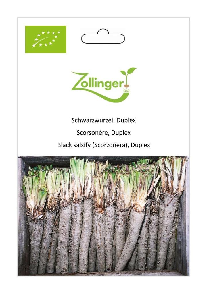 Schwarzwurzel Duplex