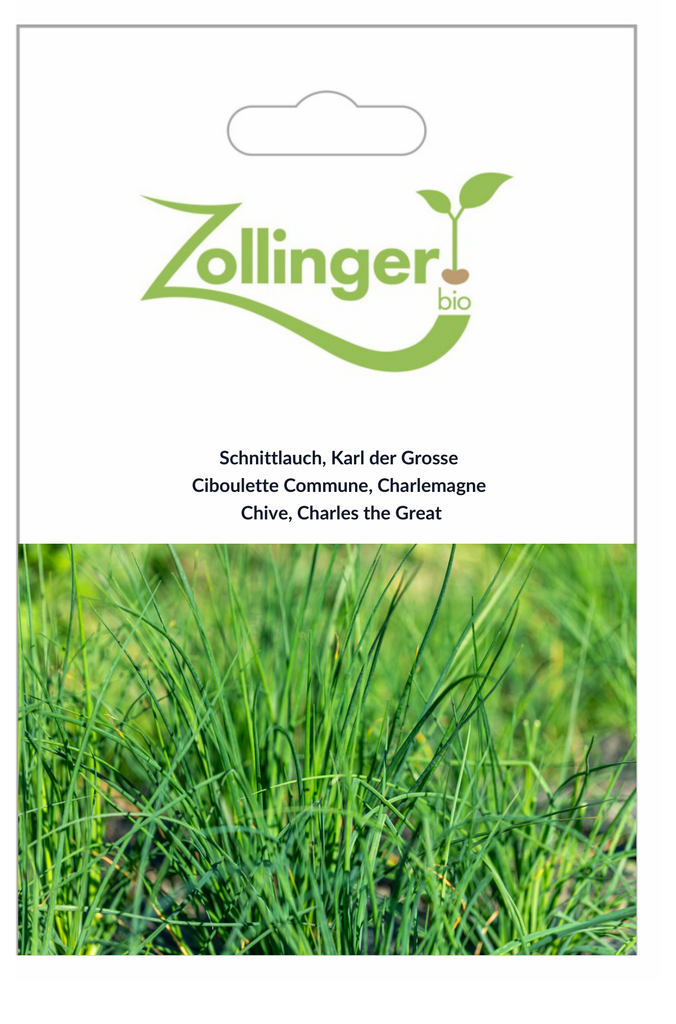 Schnittlauch Karl der Grosse