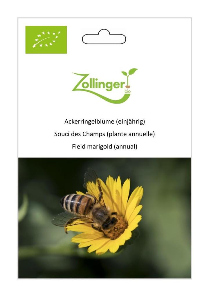 Ackerringelblume