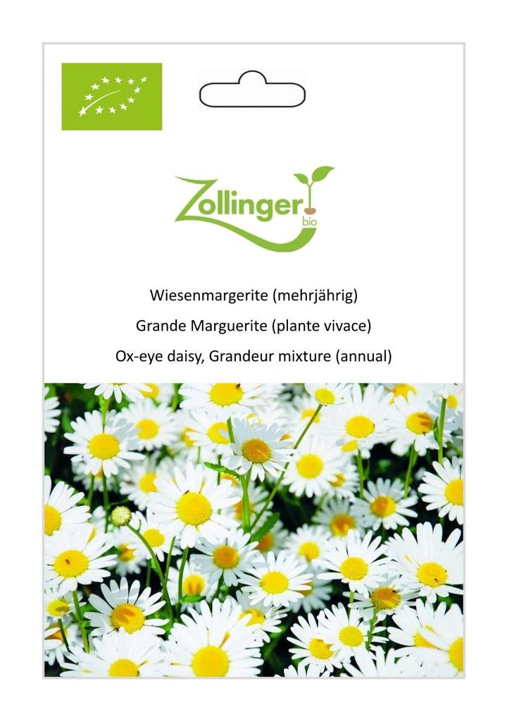 Wiesenmargerite