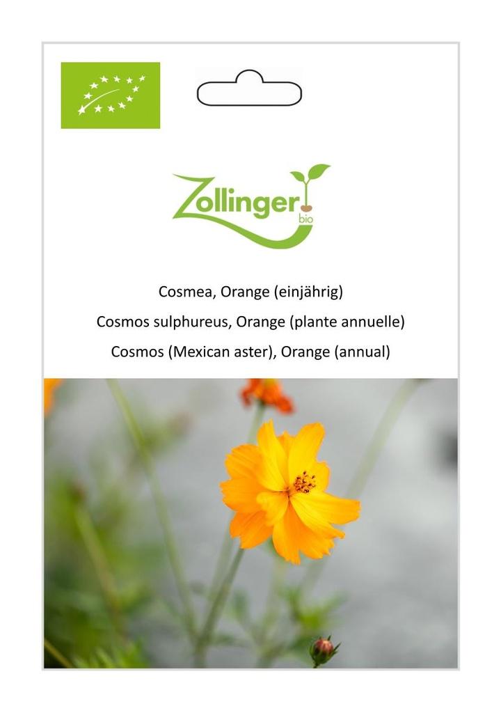 Cosmea Orange