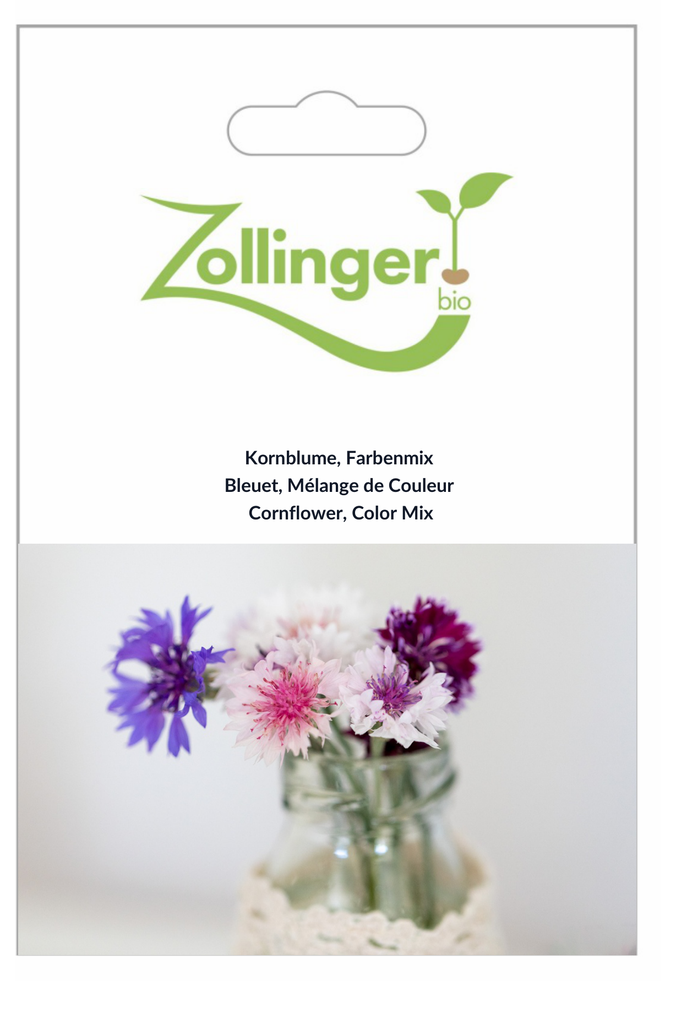 Kornblume Farbenmix