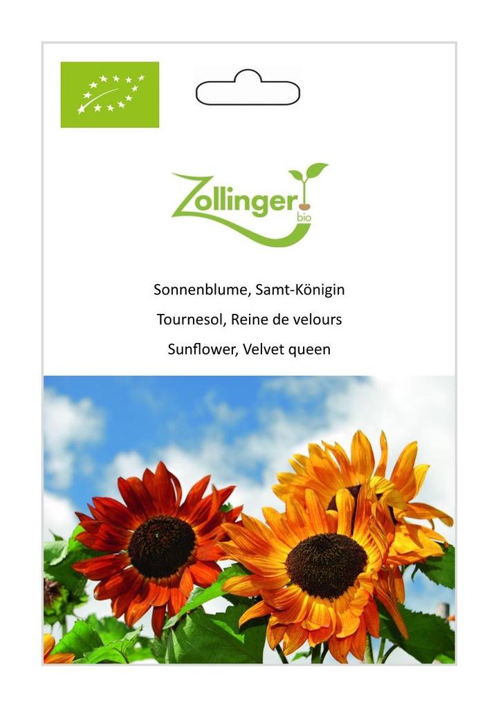 Sonnenblume Samt-Königin