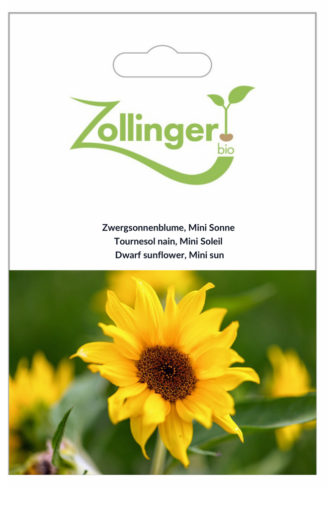 Sonnenblume Mini Sonne