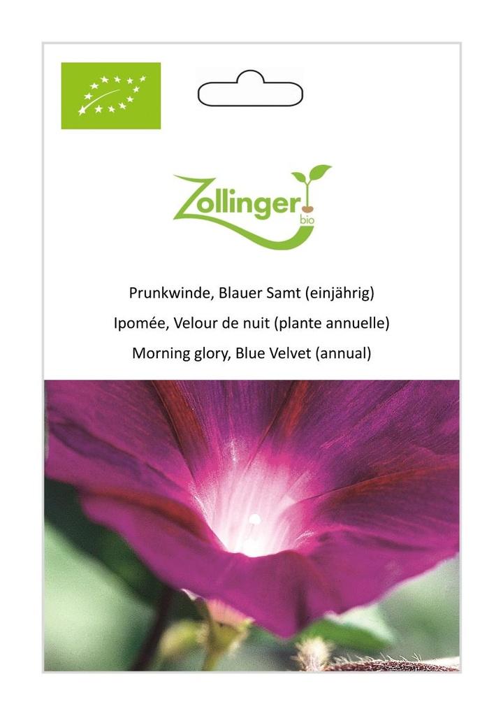 Prunkwinde Blauer Samt