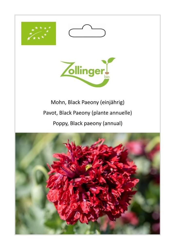 Schlafmohn Black Paeony
