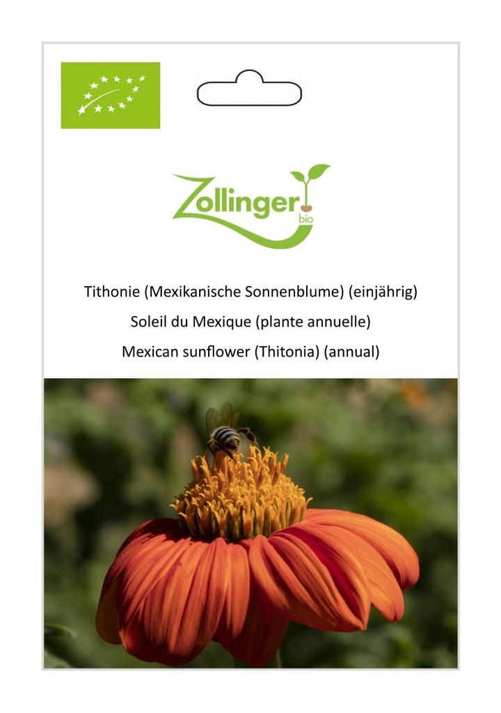 Tithonie / Mexikanische Sonnenblume