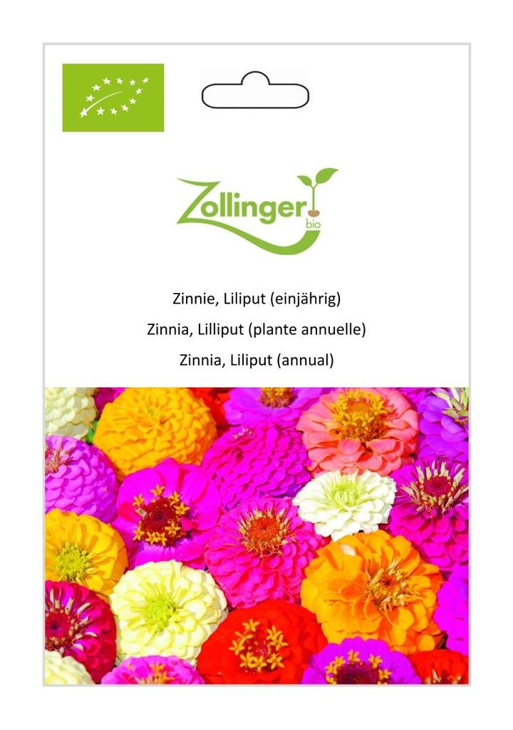 Zinnie Liliput