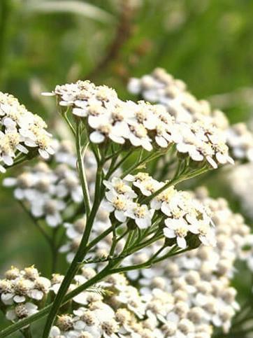 Achillea millefolium