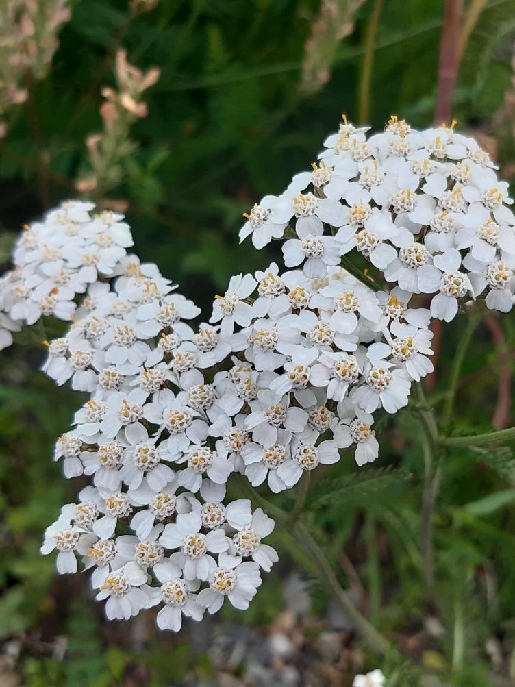 Achillea millefolium