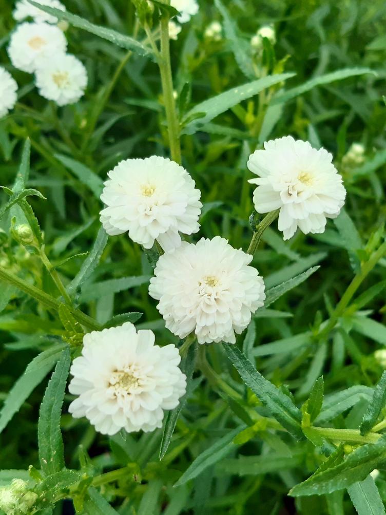Achillea ptarmica `Noblessa`