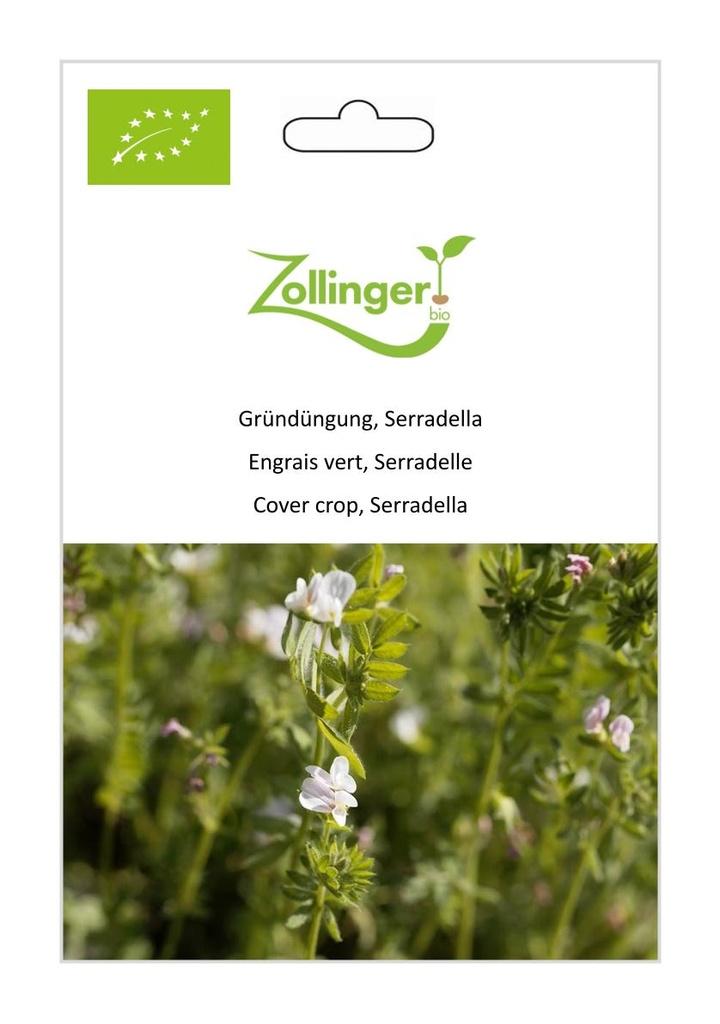 Gründüngung Seradella