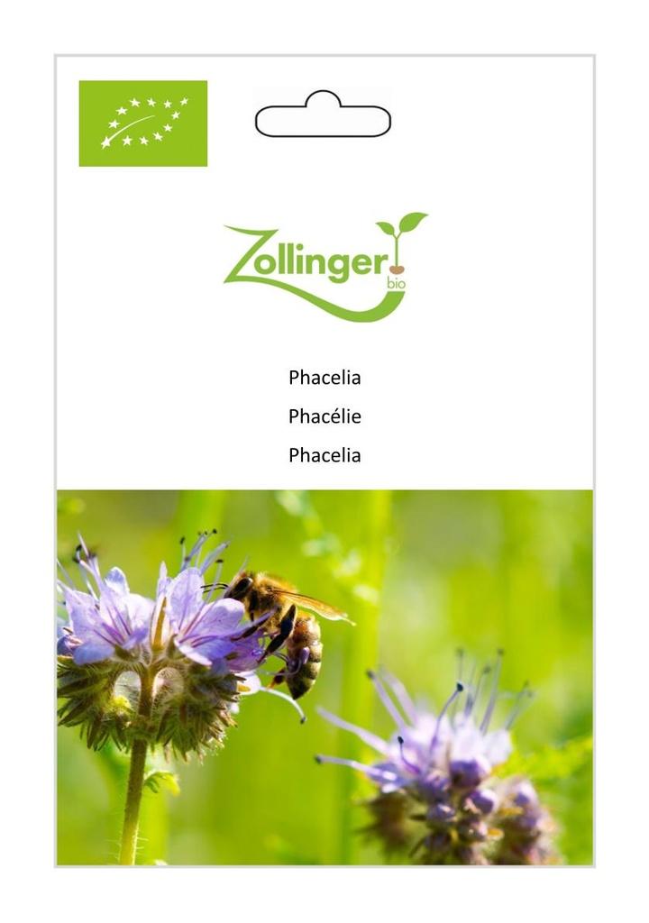 Gründüngung Phacelia