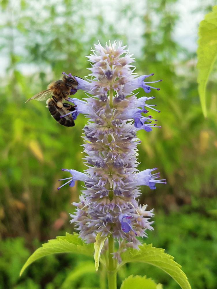 Agastache koreanische blaue