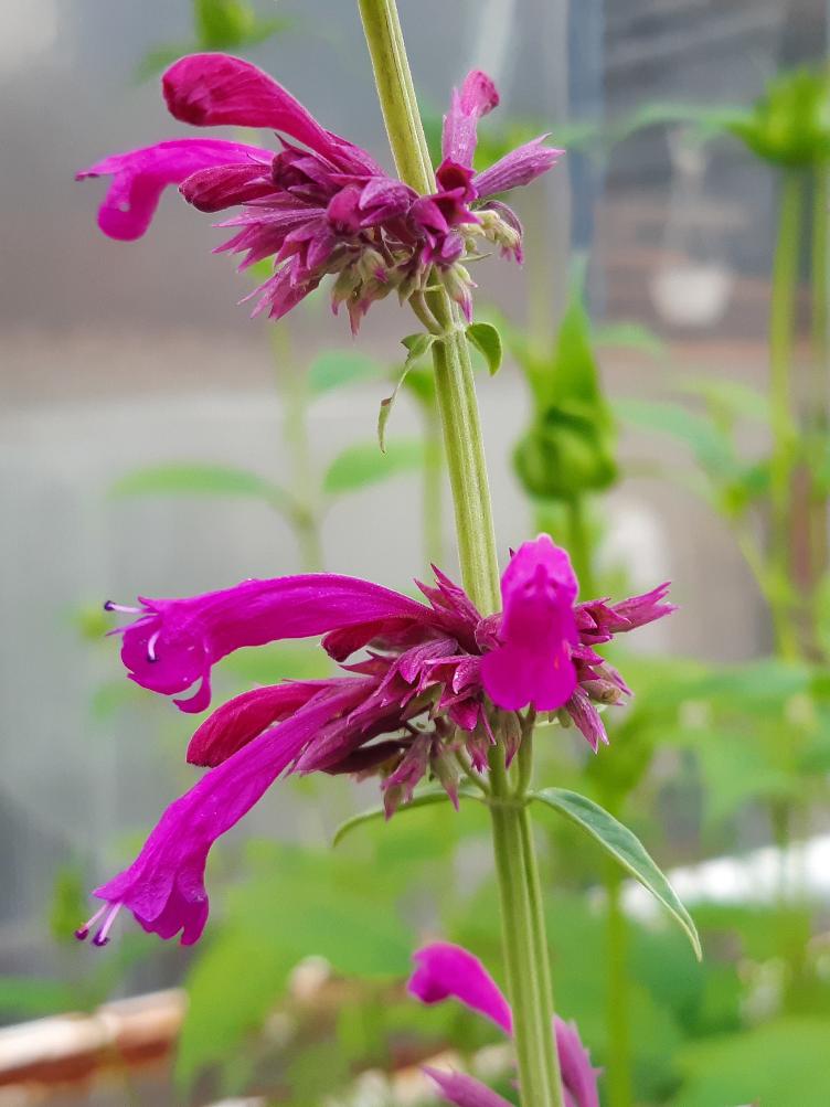 Agastache Lemon