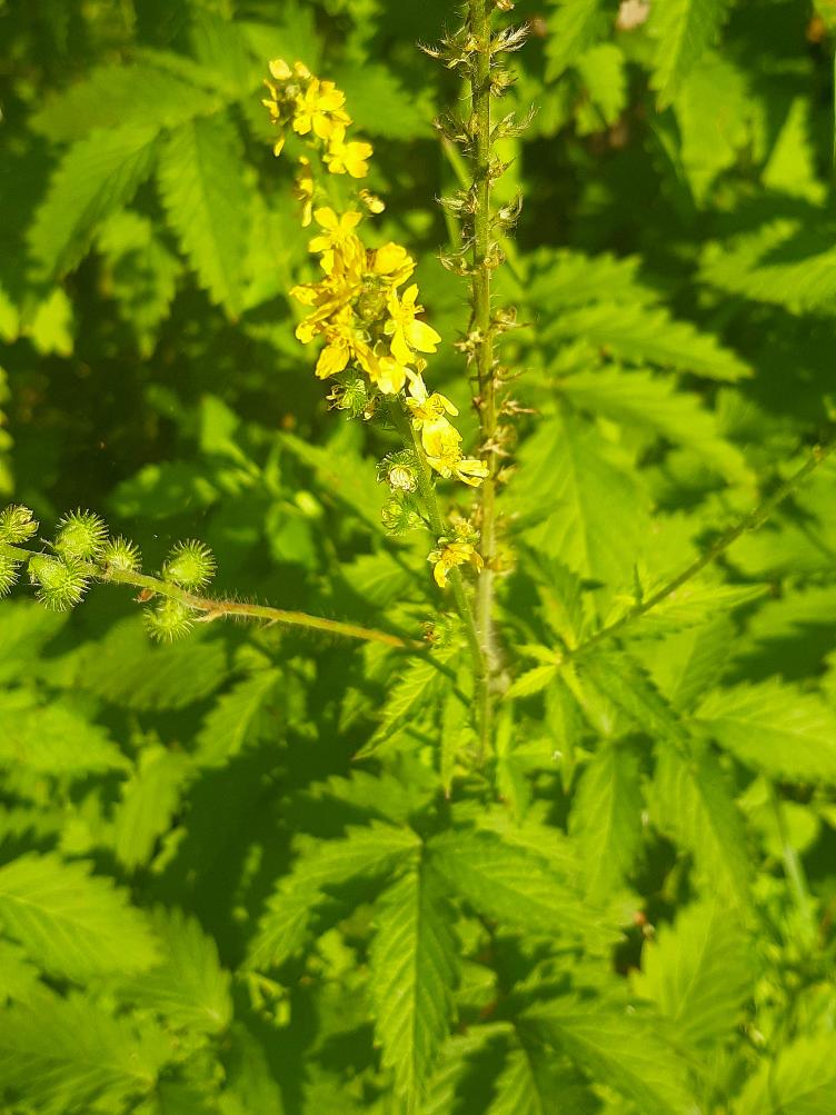 Agrimonia procera