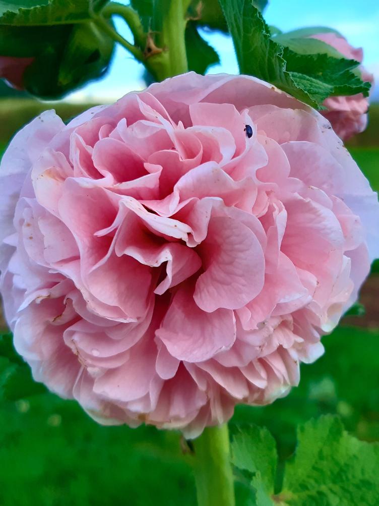 Alcea rosea `Appleblossom`