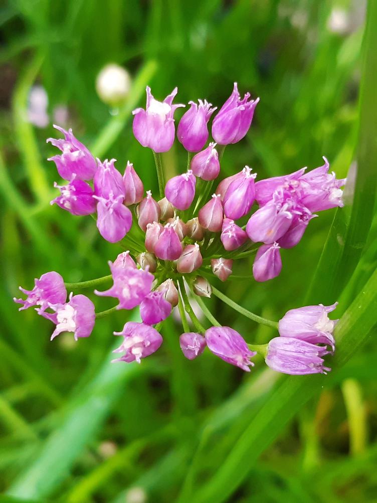 Allium angulosum