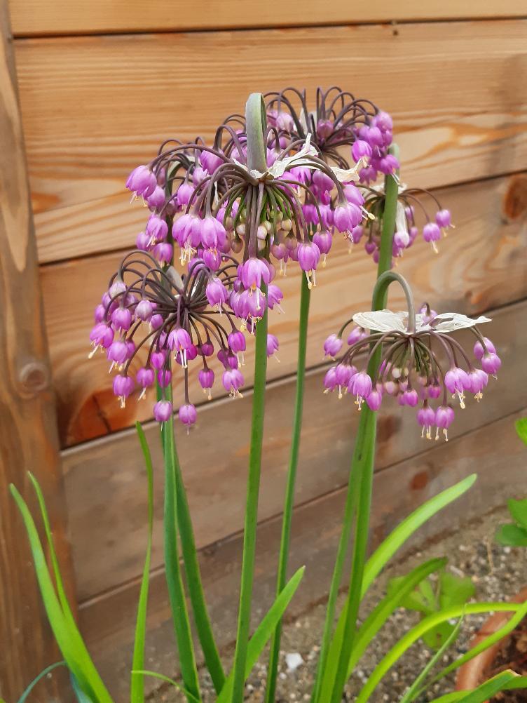 Allium cernum var. major `Hidcote`