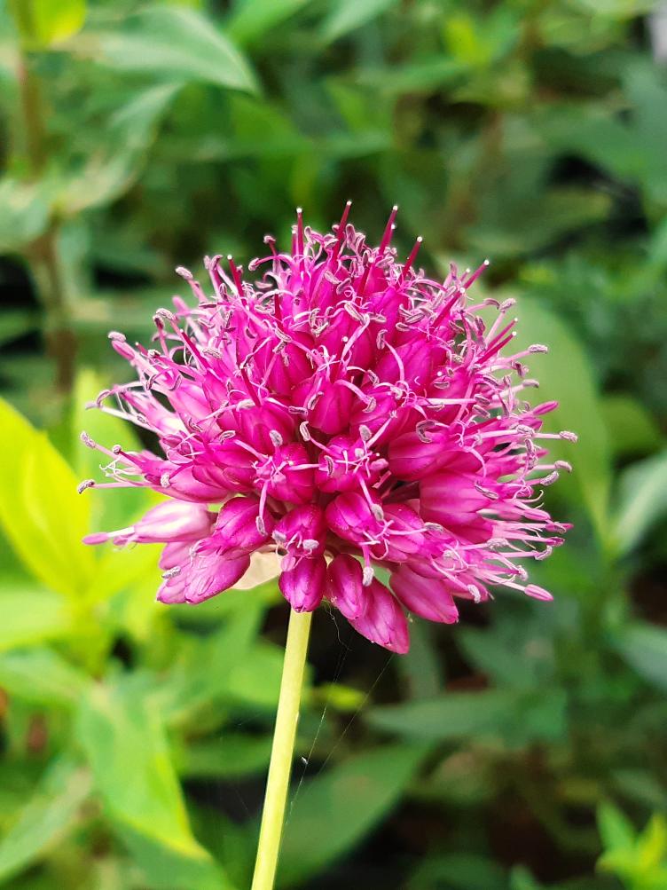 Allium sphaerocephalon