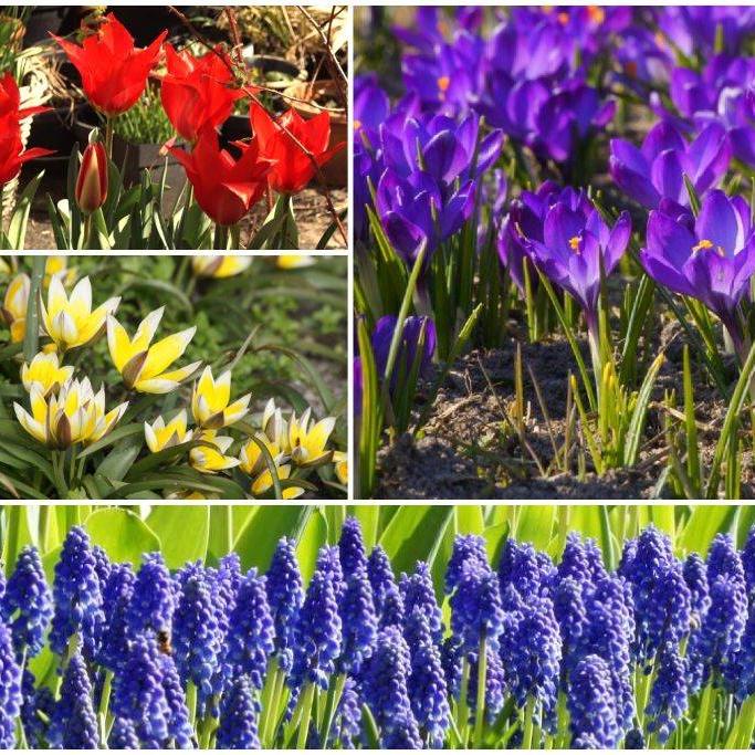 Bio Bienenbeutel Frühjahrsblüher Mix