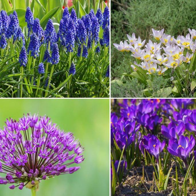 Bio Bienenbeutel Frühjahrsblüher Mix