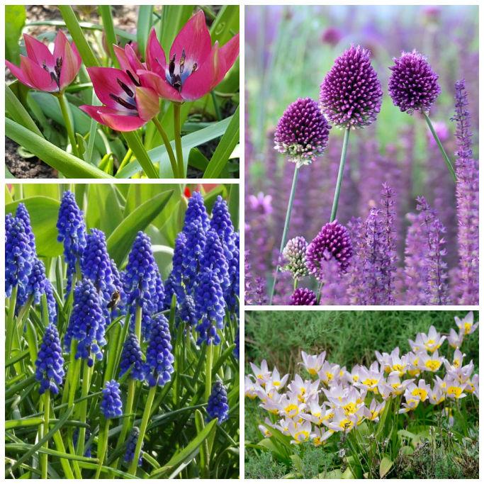 Bio Bienenbuffet Sonnenbad V2