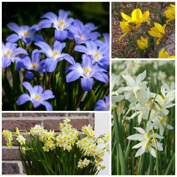 Bio Bienenbuffet Picknick unter den Bäumen