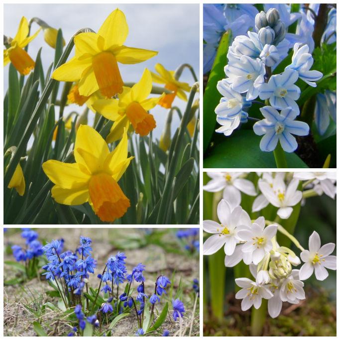 Bio Bienenbuffet Schattenecke