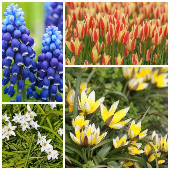 Bio Bienenbuffet für Pflanzenkästen V2