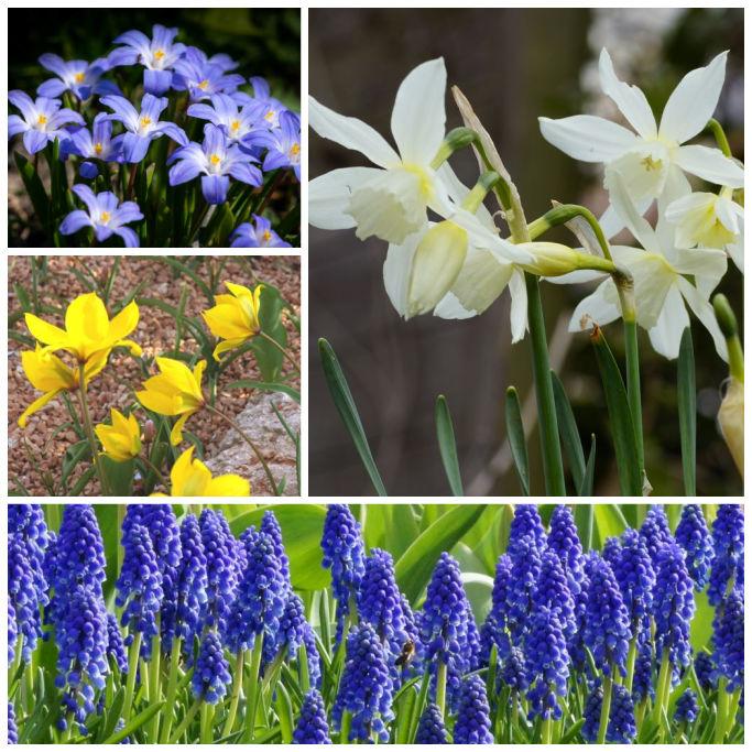Bio Bienenbuffet Blumenwiese Bienenbankett