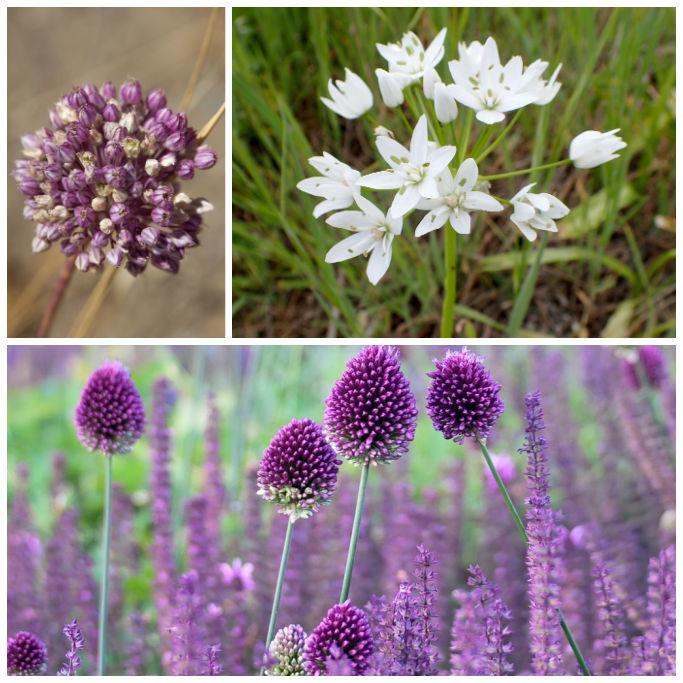 Bio Bienenbankett heisses Karamell