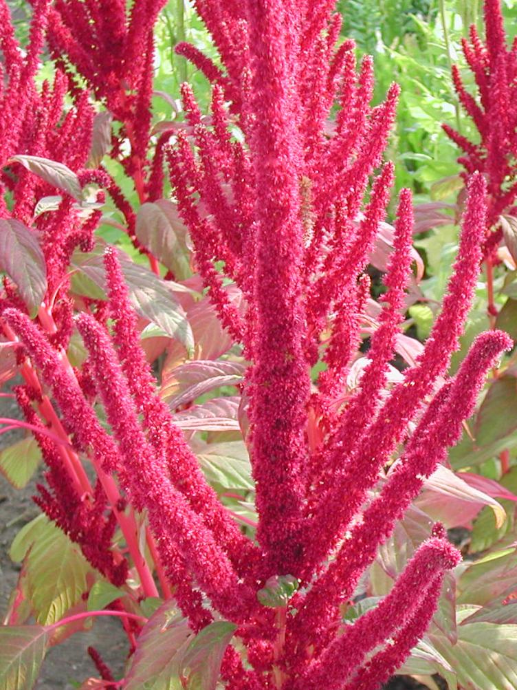 Amaranth Roter Amriswil
