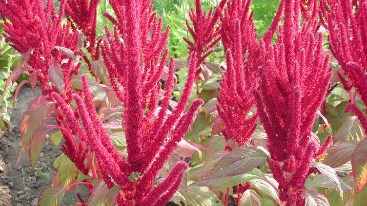 Amaranth Roter Amriswil