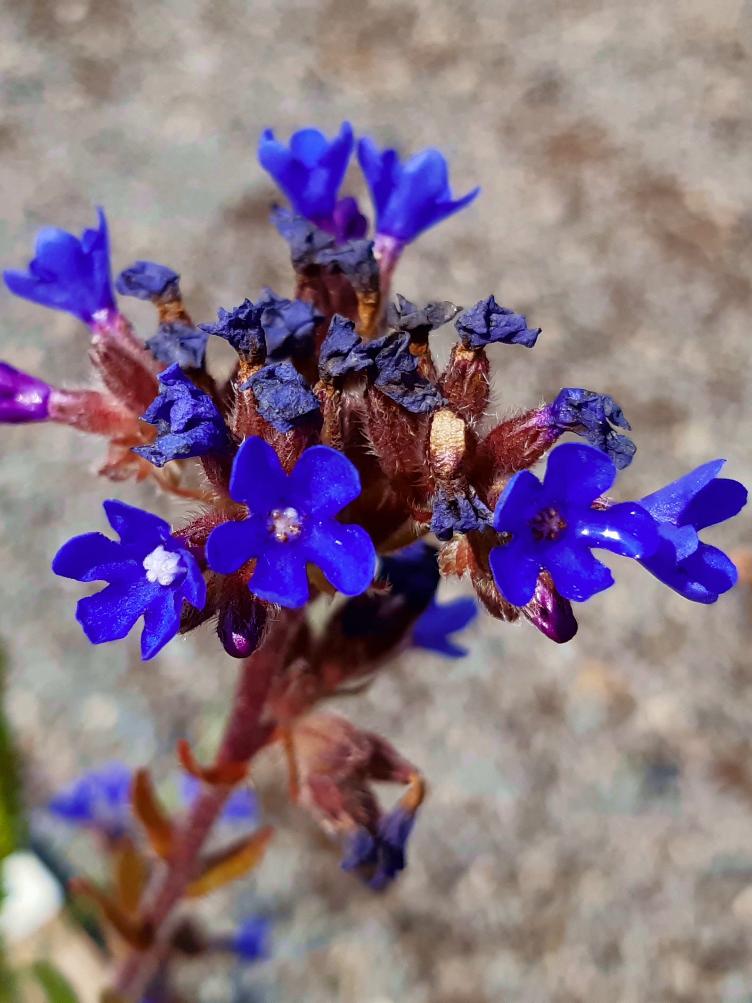 Anchusa officinalis