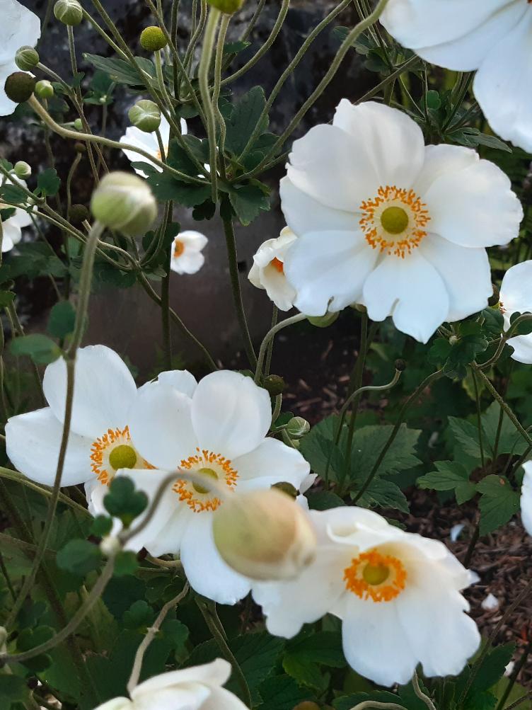 Anemone japonica `Coupe d`argent`