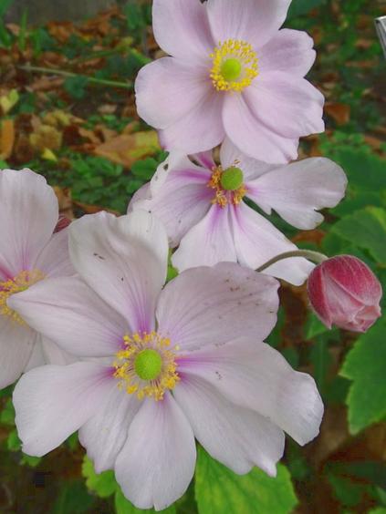Anemone japonica `Elegans`