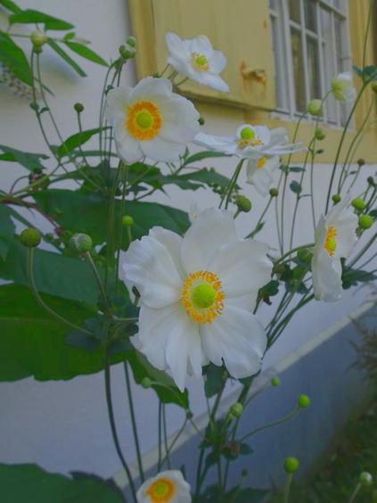 Anemone japonica `Géante Blanche`