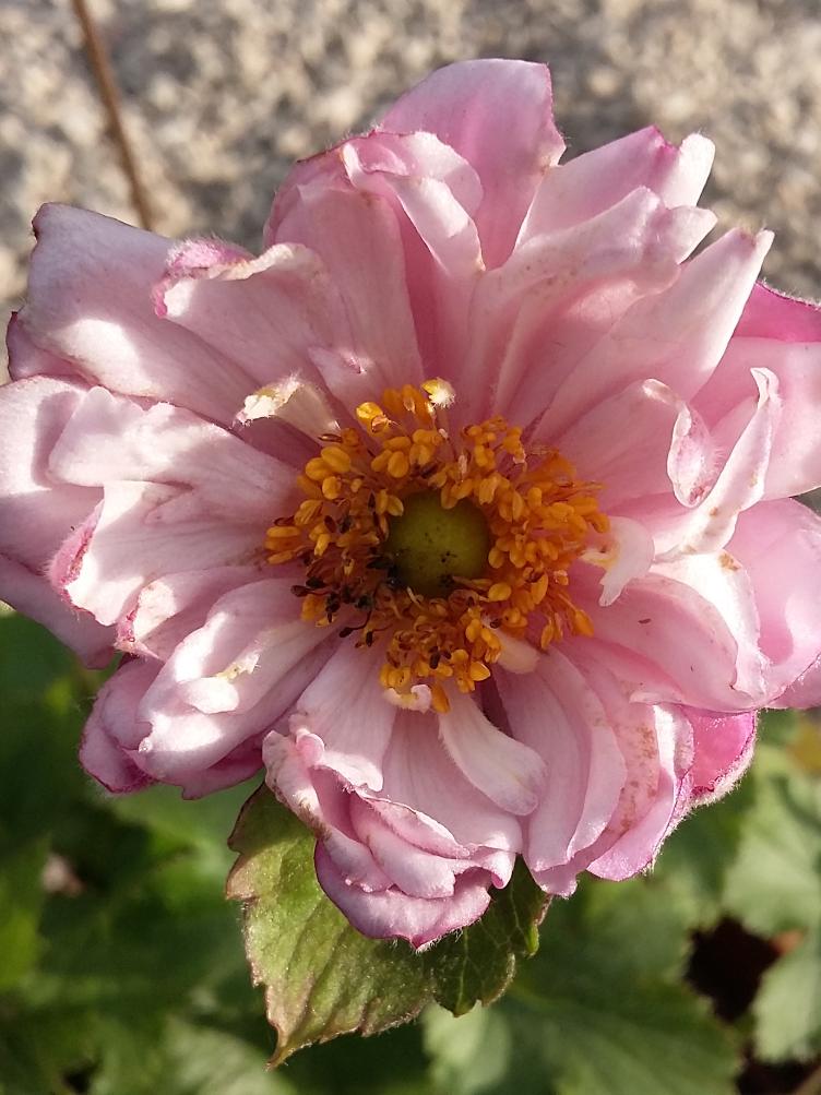 Anemone japonica `Lorelei`
