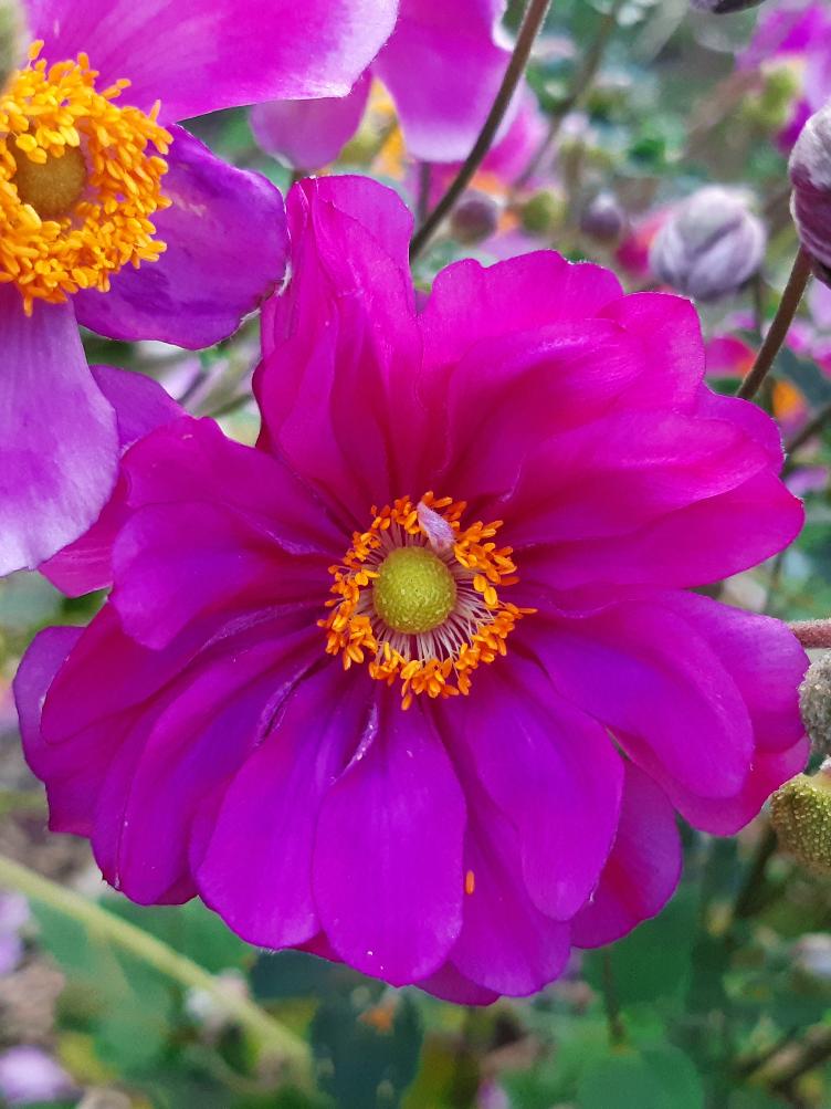 Anemone japonica `Margarete`