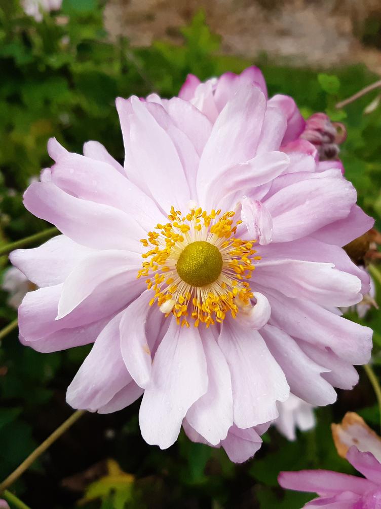 Anemone japonica `Mont Rose`