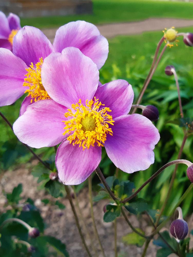 Anemone japonica `Praecox`
