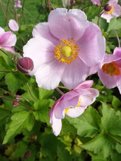 Anemone japonica `Richard Ahrens`