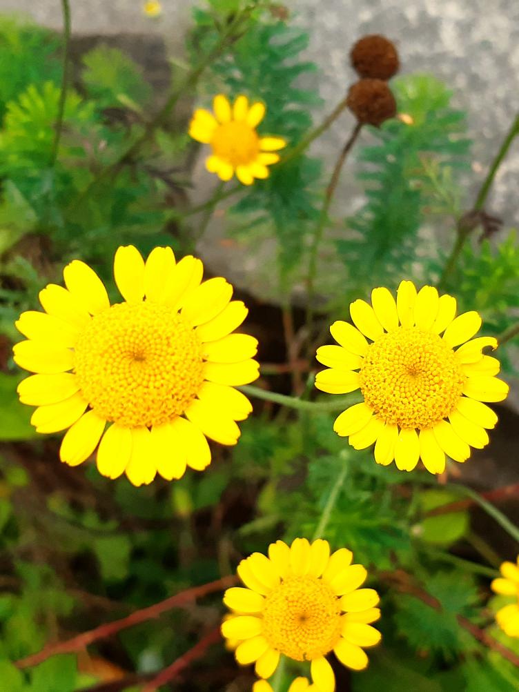 Anthemis tinctoria