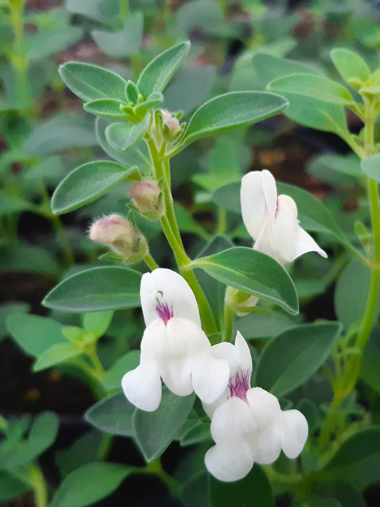 Antirrhinum sempervirens