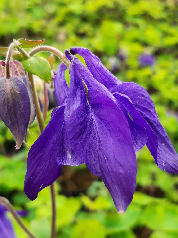 Aquilegia alpina