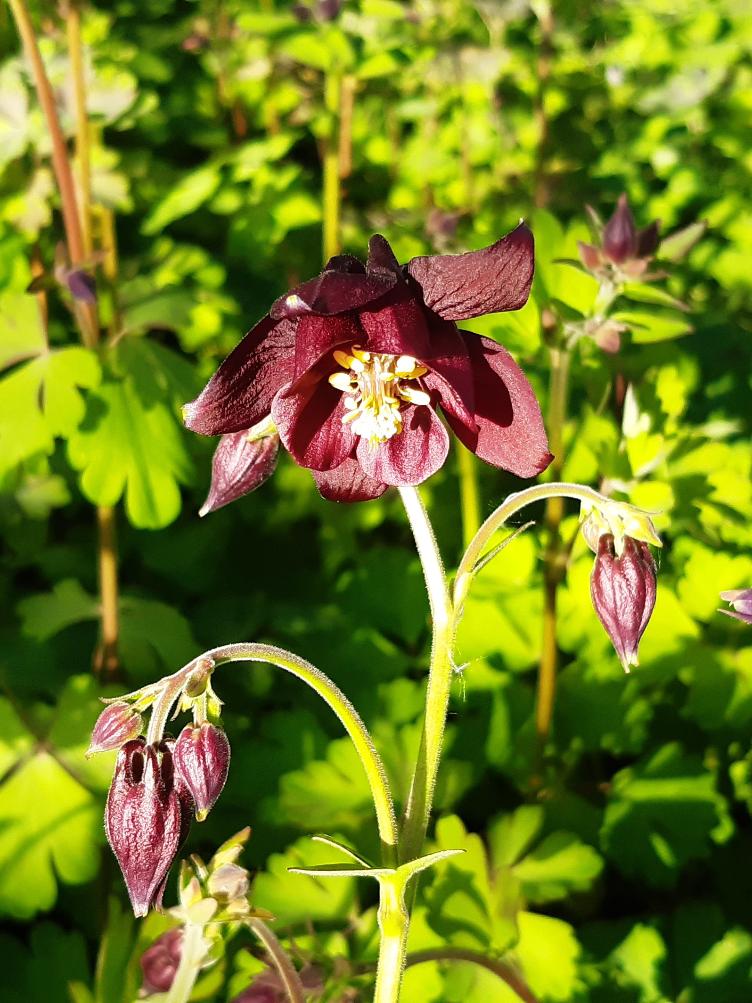 Aquilegia atrata