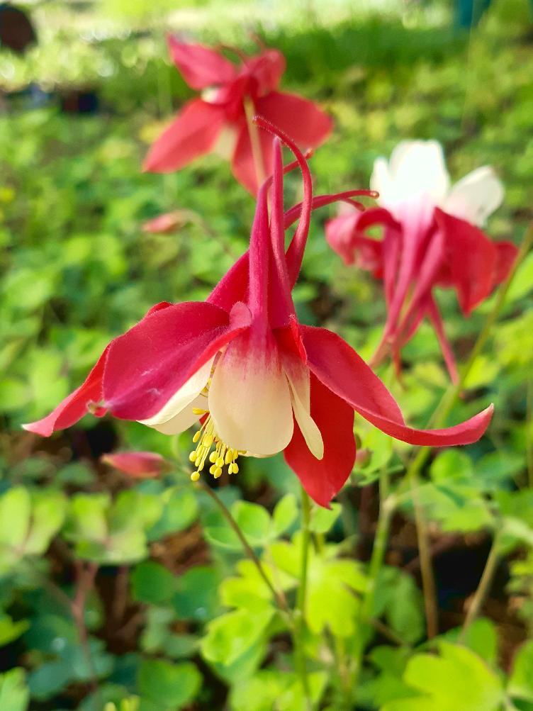 Aquilegia caerulea `Rotstern`
