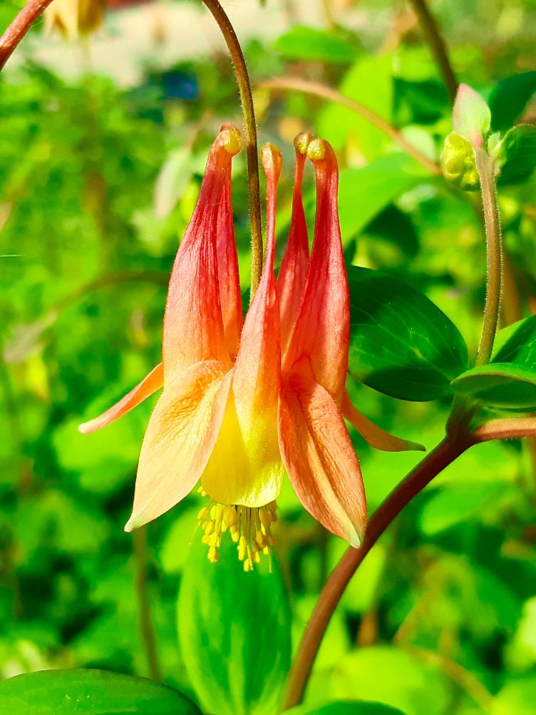 Aquilegia canadensis